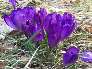 Crocuses in our garden