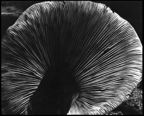 Mushroom by Edward Weston