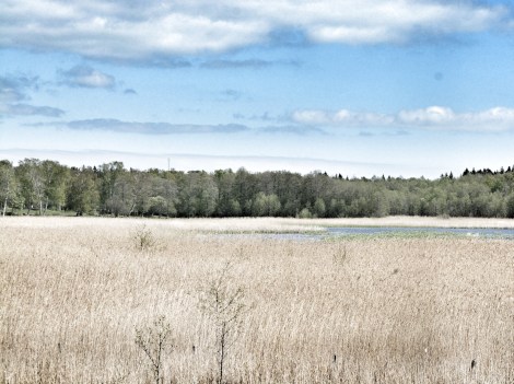 Picture of my own inspired by Andrew Wyeth